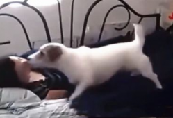 女人与动物性交视频,揭秘人类与动物性行为的禁忌真相